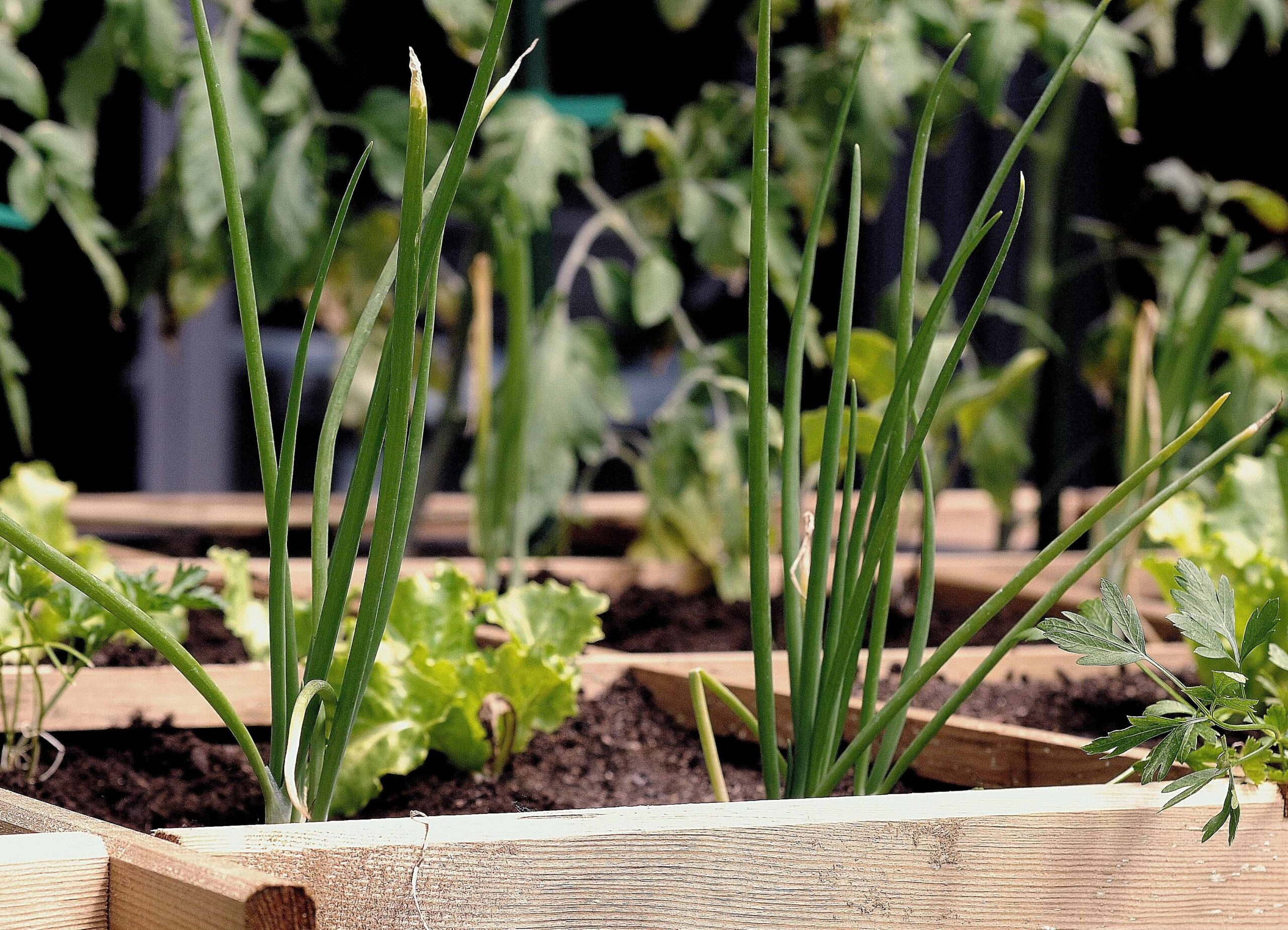 Greg's Urban Garden