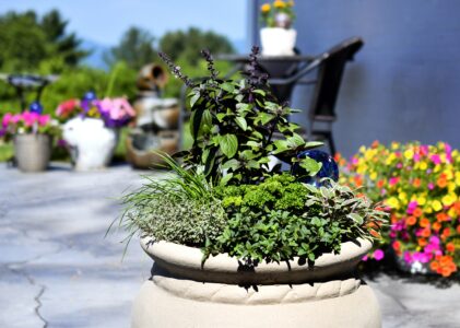 Containers and Vertical Gardening: Maximize Your Urban Garden Space