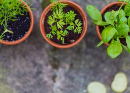 Assess, Unlock, Grow: Perfect Spot Secrets to Maximize Your Urban Garden’s Potential