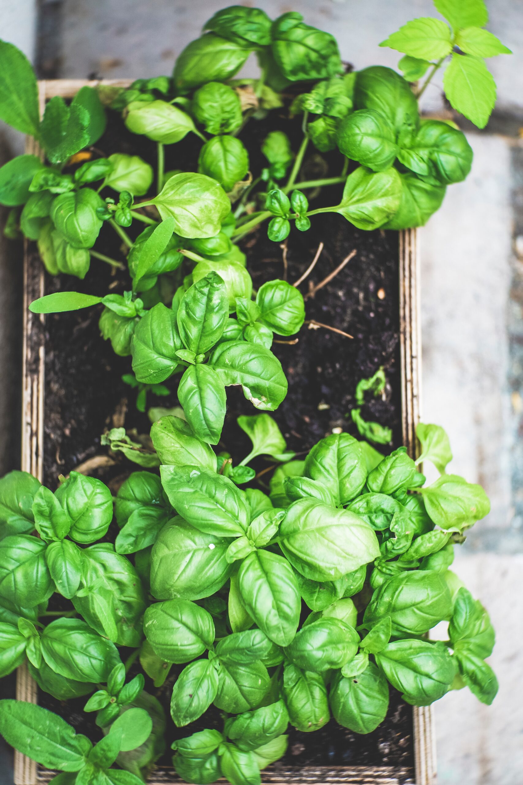 Greg's Urban Garden